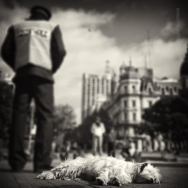 Buenos Aires - El perro que duerme
